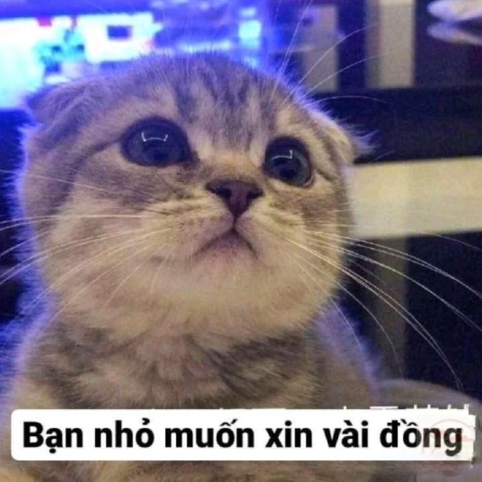 Cảm xúc chân thành trong meme xin tiền