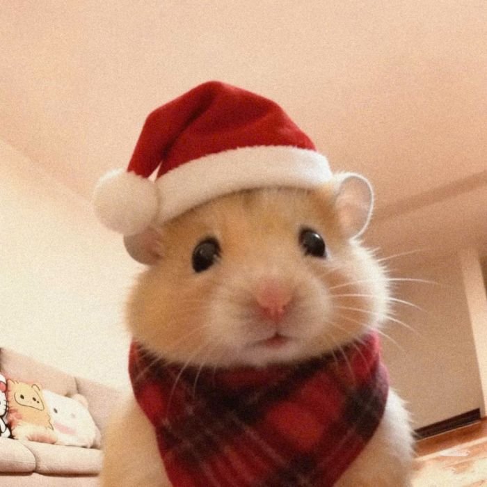 Hội thoại cuối năm sinh động bằng sticker noel