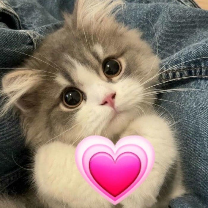 Khoảnh khắc yêu thương với meme thả tim