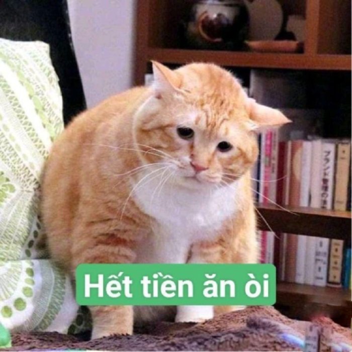 Nét hài duyên dáng của meme xin tiền