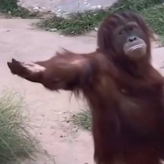 Nét vui nhộn từ meme xin tiền