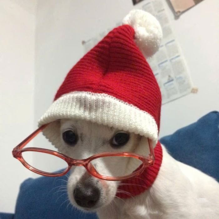 Tin nhắn cuối năm rộn ràng sticker noel