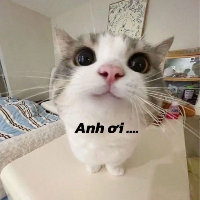 Tình huống dở khóc với meme xin tiền