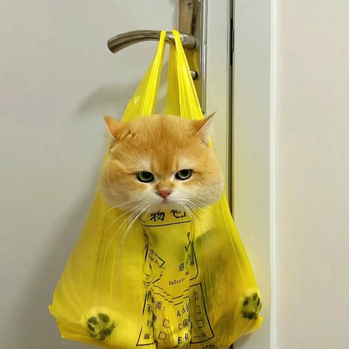 ảnh avatar mèo vô tri cho mạng xã hội