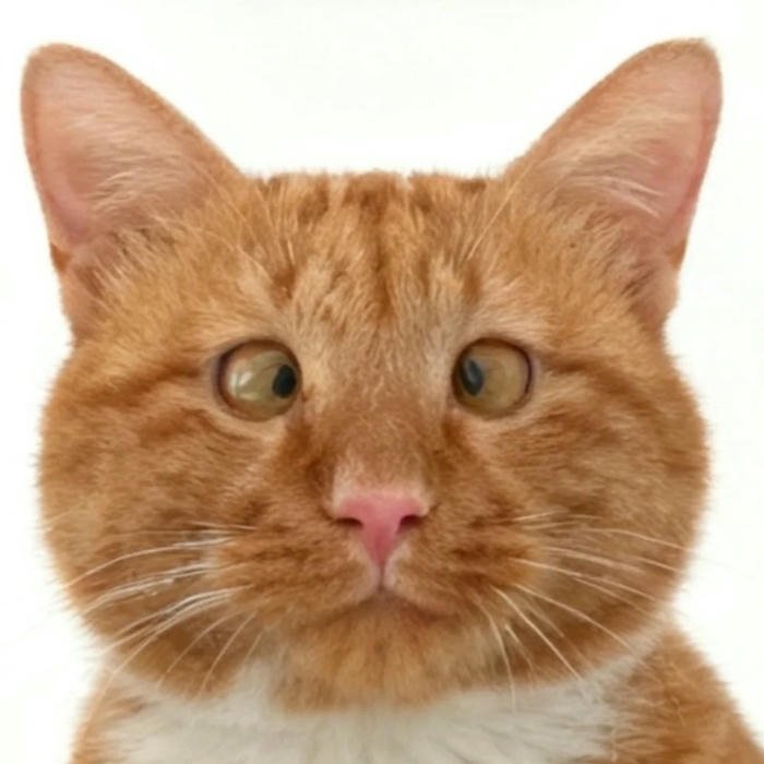 ảnh avatar mèo vô tri dễ thương tự nhiên