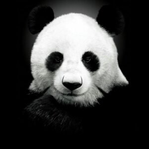 ảnh đại điện đen trắng cho mạng xã hội