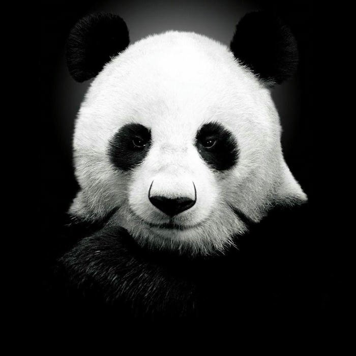 ảnh đại điện đen trắng cho mạng xã hội