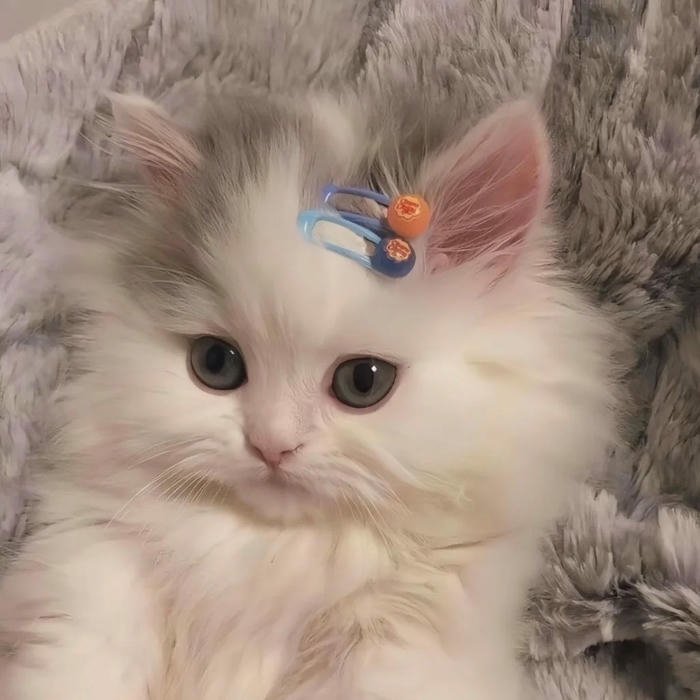 ảnh đại diện mèo vô tri cho facebook