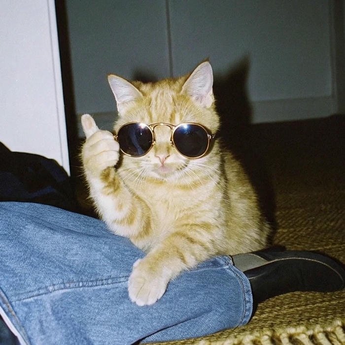 ảnh đại diện mèo vô tri cute hài hước