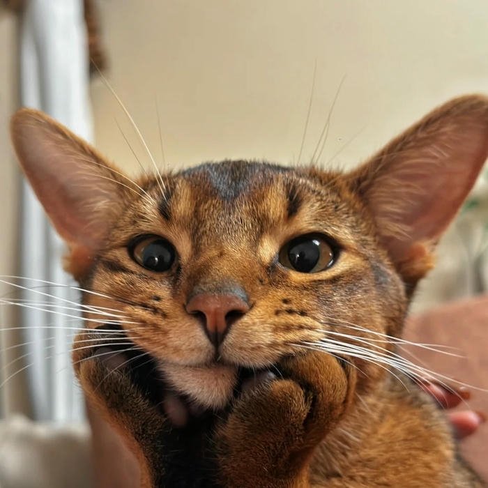 ảnh đại diện mèo vô tri phong cách vui