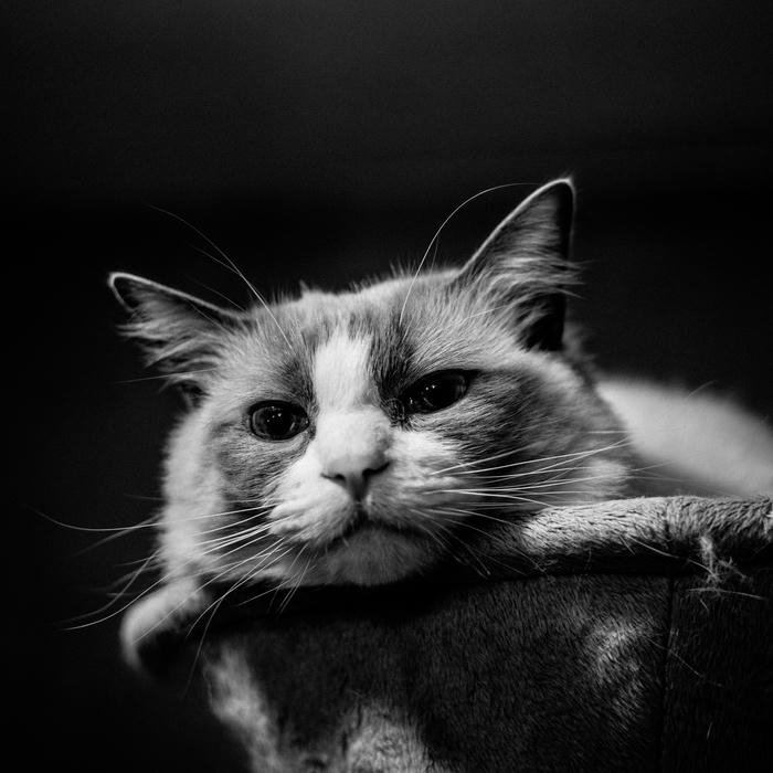 avatar đen trắng cho facebook cá nhân