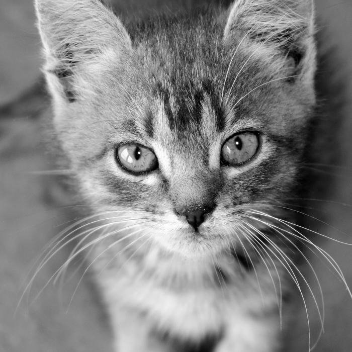 avatar đen trắng phong cách hiện đại