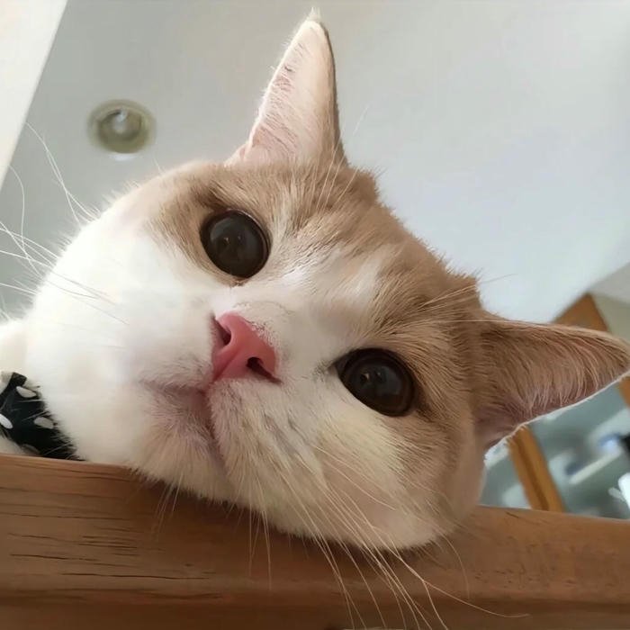 avatar mèo vô tri phong cách meme hot