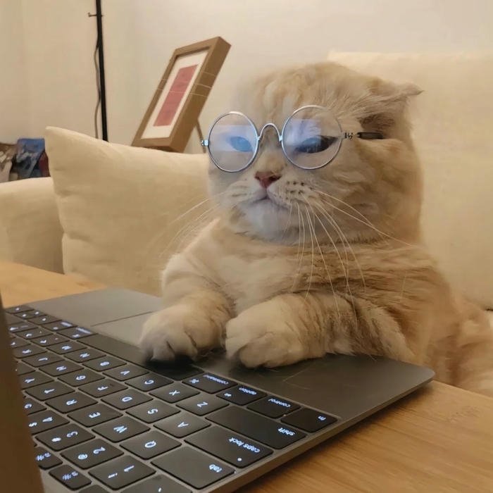 avatar mèo vô tri tạo hình ngây ngô