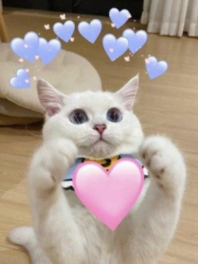 Tuyển chọn 117+ meme thả tim đang hot trên mạng xã hội