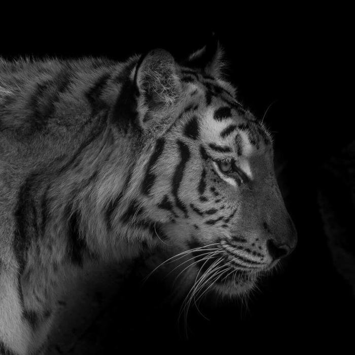 đen trắng avatar cho ảnh đại diện cá nhân