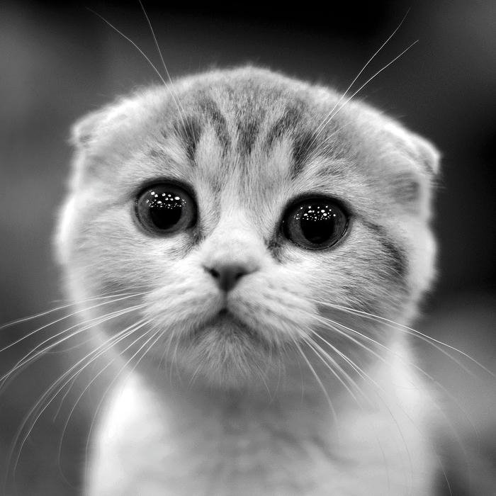 đen trắng avatar tạo hình sâu lắng