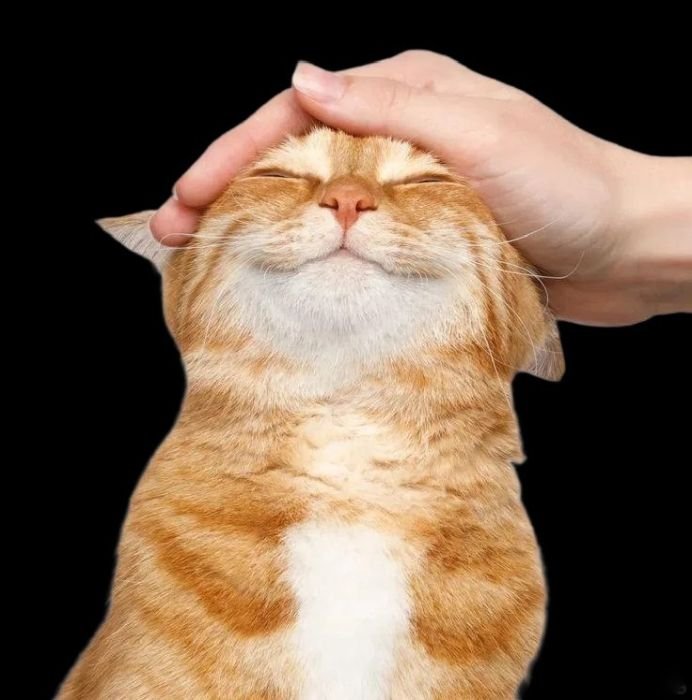 dùng làm hình chat sticker mèo