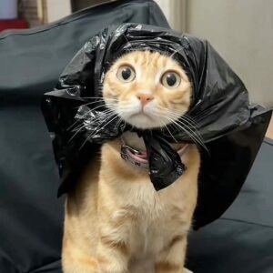 hình ảnh meme avatar phong cách vui