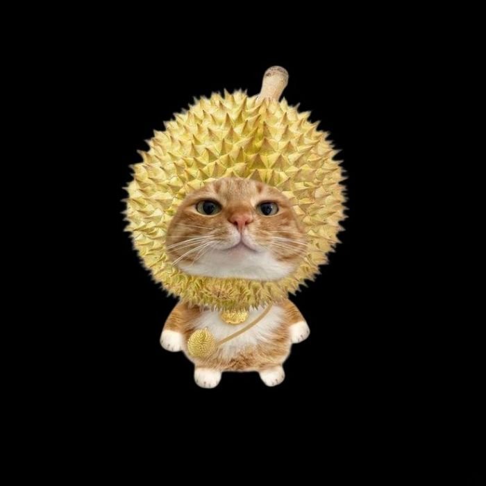 hình dán dễ thương sticker mèo