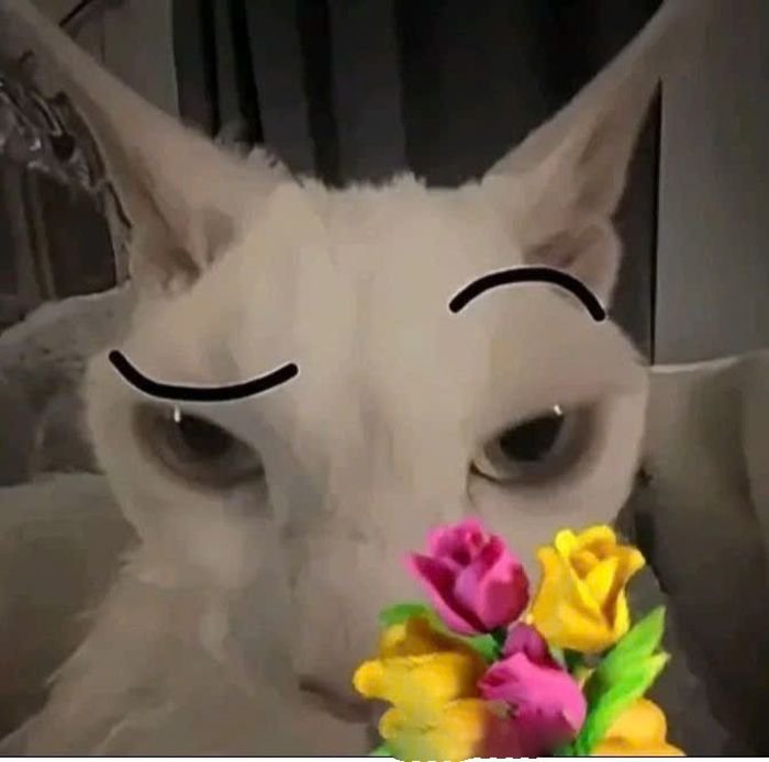 hình dán vui nhộn kiểu sticker mèo