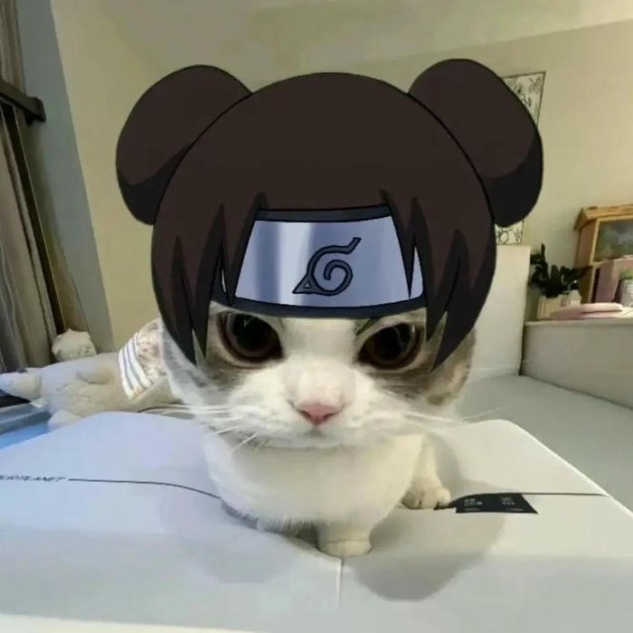 hình mèo vô tri avatar cho mạng xã hội