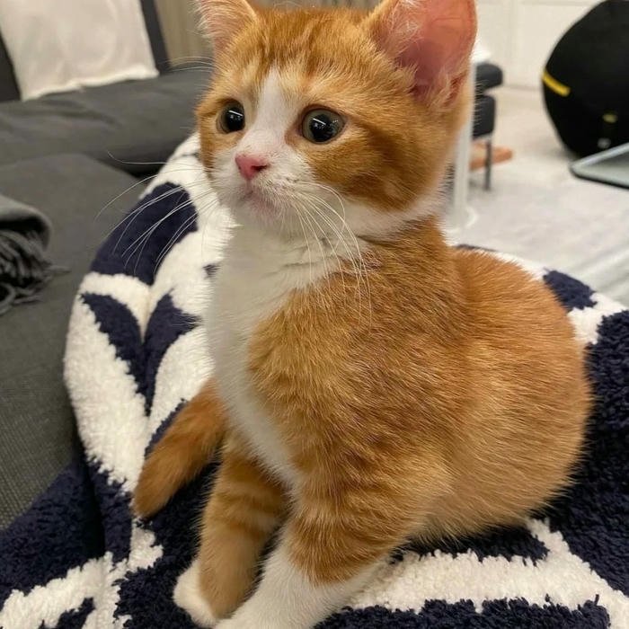 hình mèo vô tri avatar phong cách meme