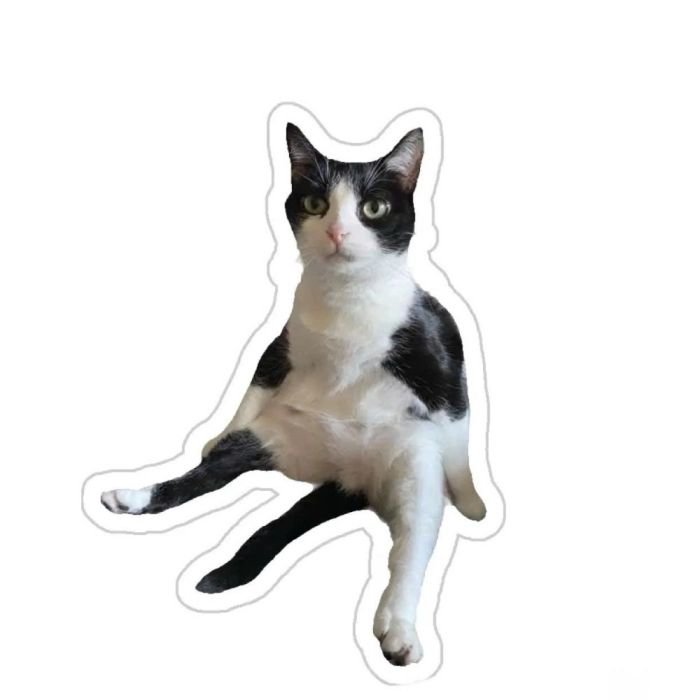 lưu ảnh về máy sticker mèo