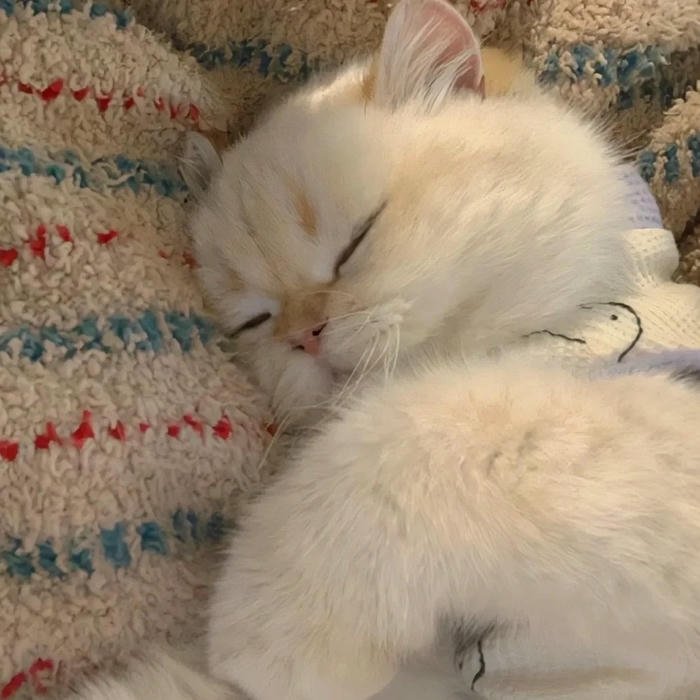 mèo vô tri avatar phong cách hoạt hình