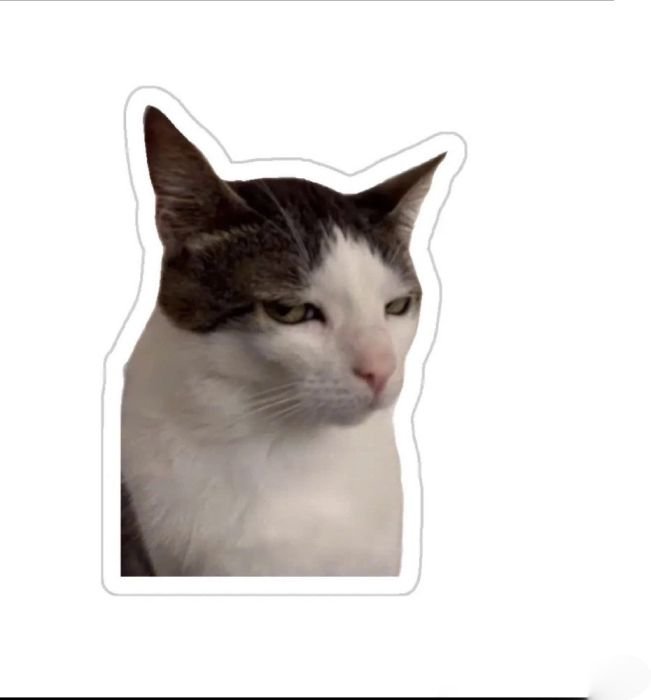 sticker mèo hợp nhắn tin bạn bè