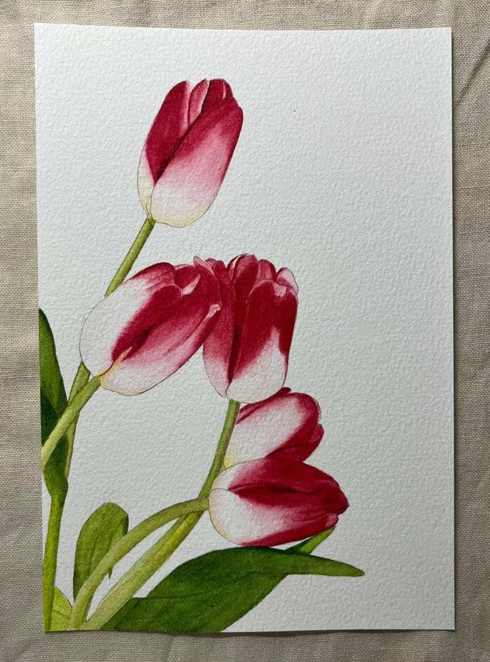 tranh hoa tulip màu hồng dễ thương