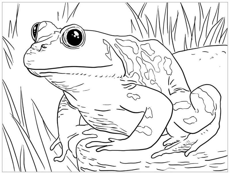 tranh tô màu con ếch hoạt hình ngộ nghĩnh