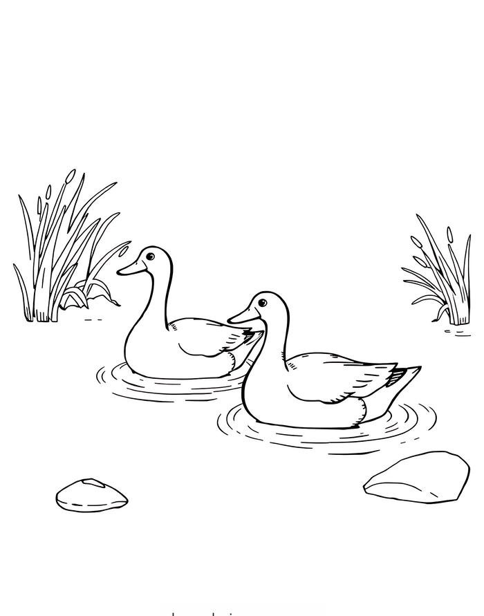 tranh tô màu vịt cười tươi giúp bé hứng thú