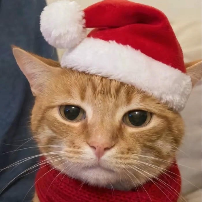 vô tri avatar hình ảnh mèo đáng yêu