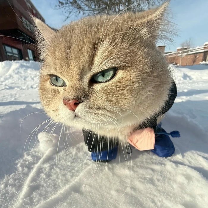 vô tri avatar hình ảnh mèo ngộ nghĩnh