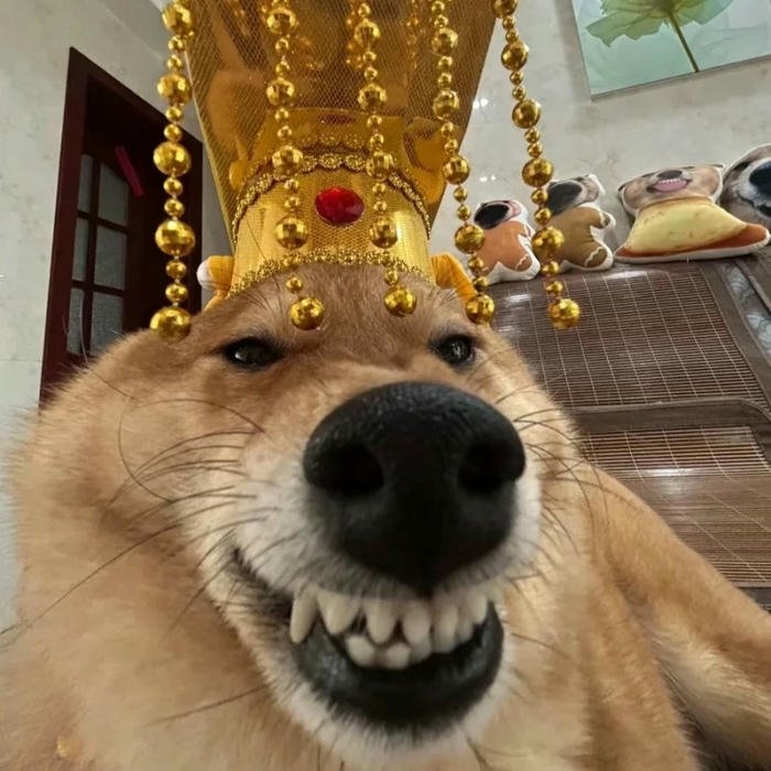 Ảnh chó vàng cười nhe răng đội vương miện lầy