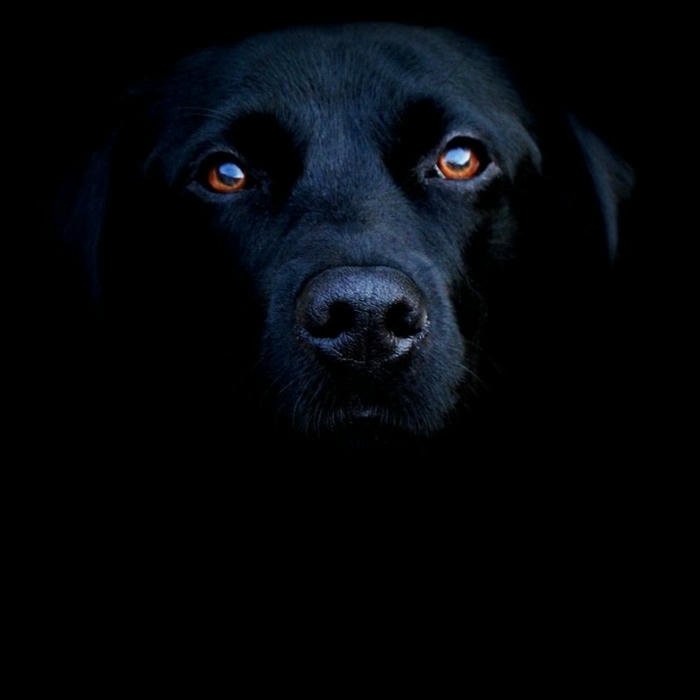Ảnh đại diện chó đen ẩn mình trong bóng tối