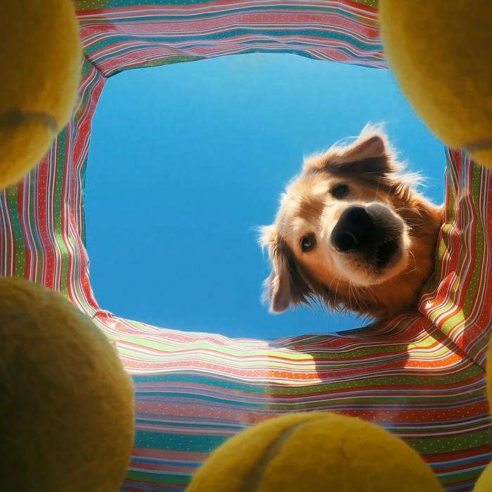 Ảnh đại diện chó nhìn xuống hố góc máy lạ