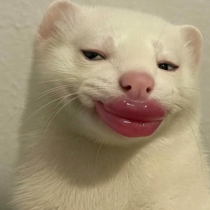 Ảnh meme hài chồn trắng trang điểm môi tều bựa