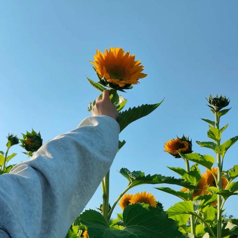 Ảnh tay người vươn tới bông hoa hướng dương nhỏ