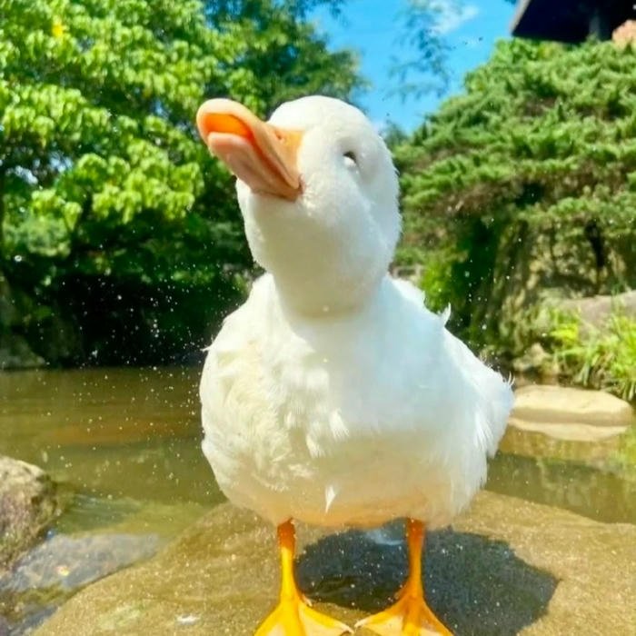Ảnh vịt trắng đứng tạo dáng ngoài trời nắng đẹp tươi