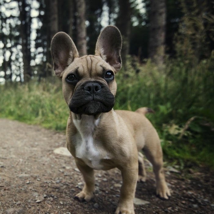 Avatar chó Bull Pháp đứng hiên ngang trên đường đất