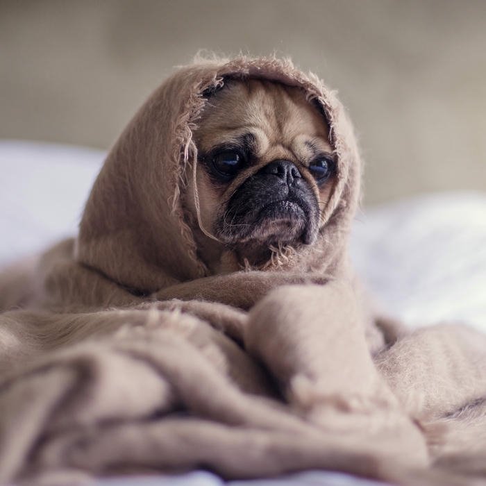 Avatar chó Pug mặt xệ trùm khăn kín mít hài