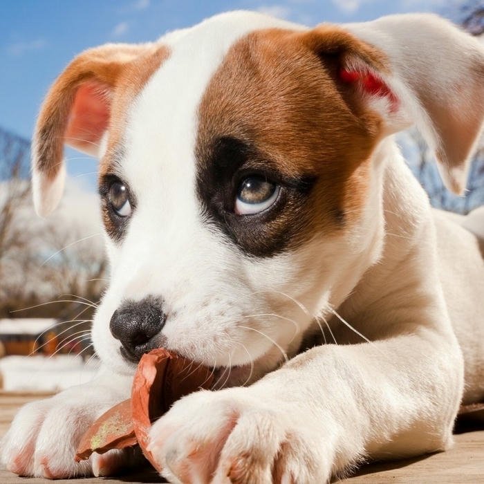 Avatar chó con gặm đồ chơi vẻ mặt tinh nghịch