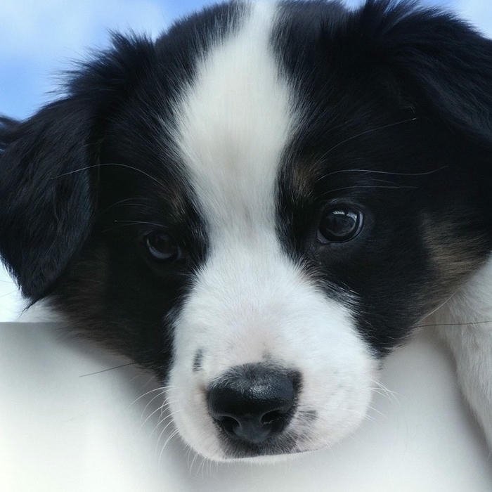 Avatar chó cưng Border Collie đen trắng nằm thảnh thơi