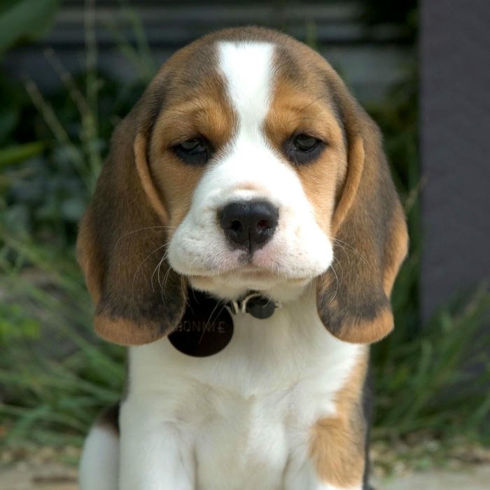Avatar chó cute Beagle ngồi ngoan ngoãn nhìn ống kính