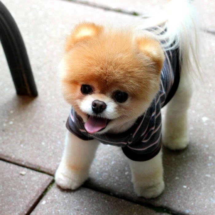 Avatar chó đẹp Pomeranian cắt tỉa lông tròn vo cute