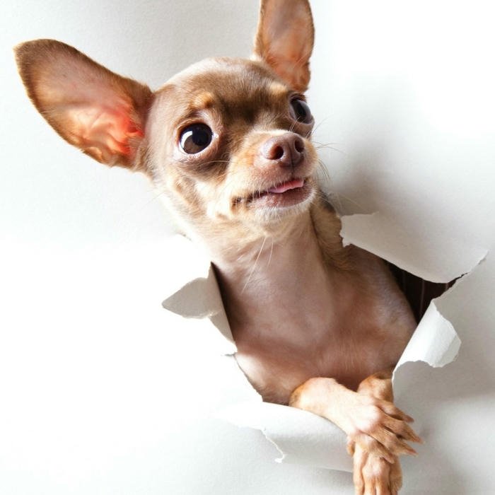Avatar chó hài hước Chihuahua xé giấy chui đầu ra