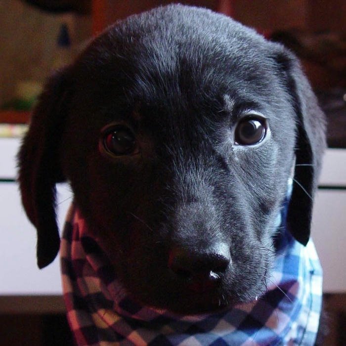 Avatar chó ngầu Lab đen nhìn chằm chằm uy lực