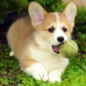 Avatar con chó Corgi ngậm bóng tennis chơi đùa vui